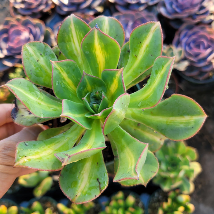 Aeonium 'Starburst' succulent with variegated leaves in hand.