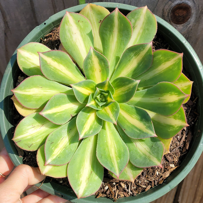 Aeonium 'Starburst' succulent in a green pot, held by hand.