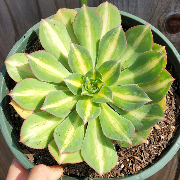 Aeonium 'Starburst' succulent with green, cream-yellow leaves, pink edges.