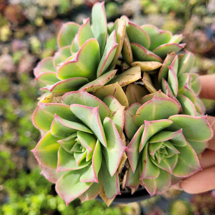 Aeonium 'Starburst' succulent with green leaves, pink edges.
