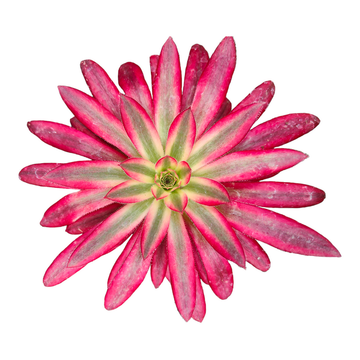 Aeonium 'Suzaku' succulent with pink-tipped leaves.