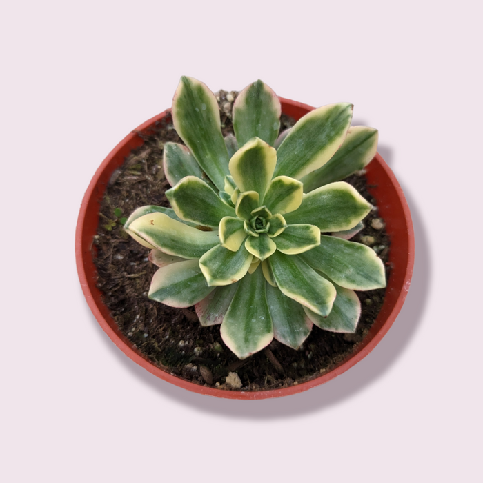 Aeonium Sweet Tea, variegated succulent in nursery pot.