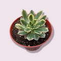 Aeonium Sweet Tea succulent in a small nursery pot.
