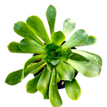Aeonium undulatum succulent, top-down view, rosette pattern.