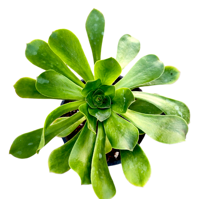 Aeonium undulatum succulent, top-down view, rosette pattern.