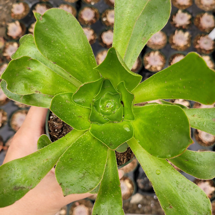 Aeonium undulatum succulent with water droplets in a nursery.