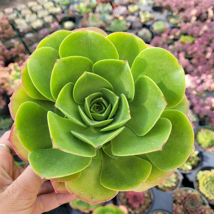 Aeonium urbicum ‘Salad Bowl’ succulent held in hand.
