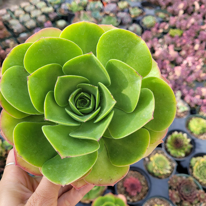 Aeonium urbicum ‘Salad Bowl’ succulent in nursery setting.