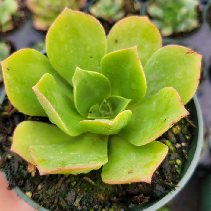 Aeonium urbicum ‘Salad Bowl’ in pot with moist leaves.