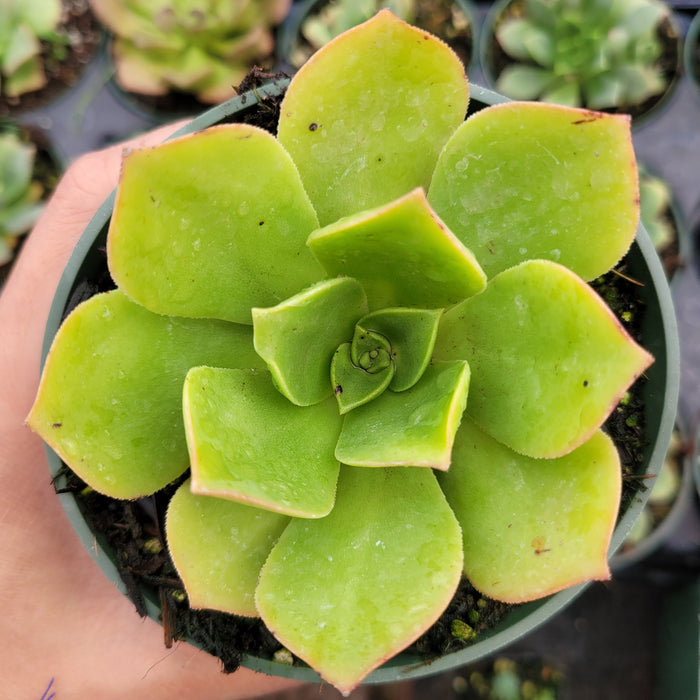 Aeonium urbicum ‘Salad Bowl’ in a small nursery pot.