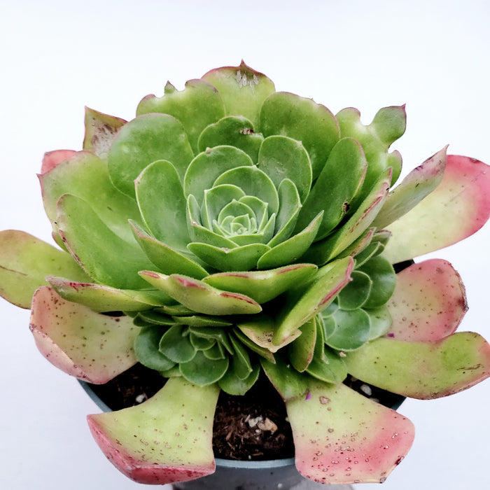 Aeonium urbicum ‘Salad Bowl’ in nursery pot.