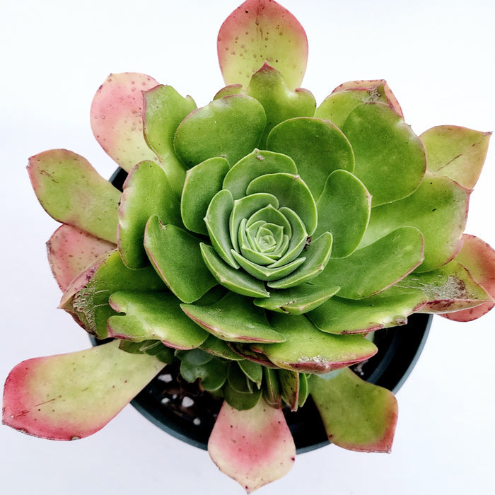 Aeonium urbicum ‘Salad Bowl’ in a black pot, top view.