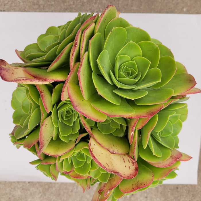 Aeonium urbicum ‘Salad Bowl’ succulent cuttings on white background.
