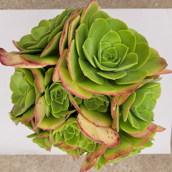 Aeonium urbicum 'Salad Bowl' cluster of succulent rosettes.