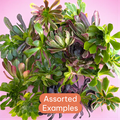 Aeonium Variety Pack: Assorted succulent rosettes on pink background.