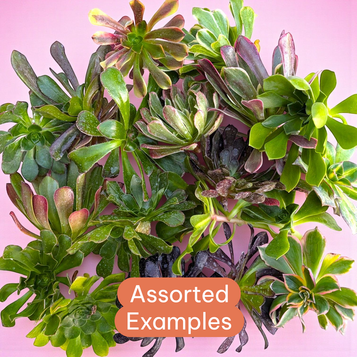 Aeonium Variety Pack: Assorted succulent rosettes on pink background.