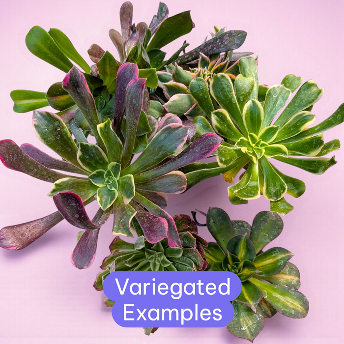 Aeonium Variety Pack with variegated succulent rosettes.