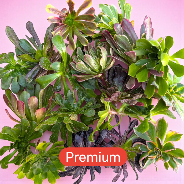 Aeonium Variety Pack featuring assorted succulent rosettes.