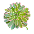 Aeonium 'Venus' Variegata, top view succulent.