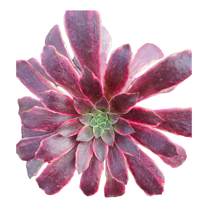 Aeonium Wedding Dress succulent, top-down view of rosette leaves.