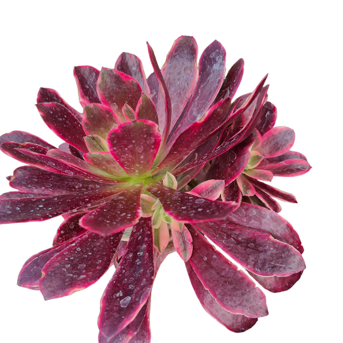 Aeonium Wedding Dress succulent with burgundy-purple, pink-edged rosette leaves.