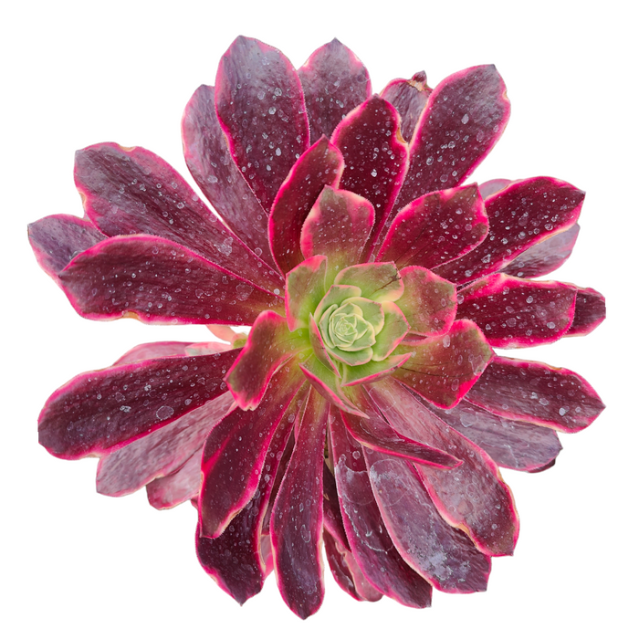 Aeonium Wedding Dress succulent with burgundy leaves and pink edges.
