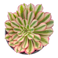 Aeonium White Moonlight succulent in a pot.