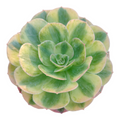 Aeonium Yanning succulent, spoon-shaped leaves in concentric circles.