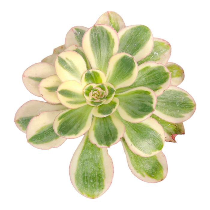 Aeonium 'Zuse' succulent in rosette pattern.