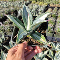Agave americana 'Mediopicta Alba' in hand, nursery pots behind.