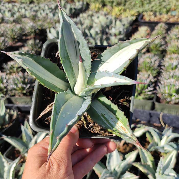 Agave americana 'Mediopicta Alba' in small nursery pot.