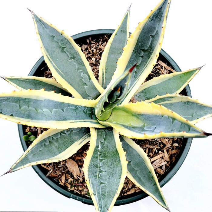 Agave americana Variegata in pot with variegated leaves.
