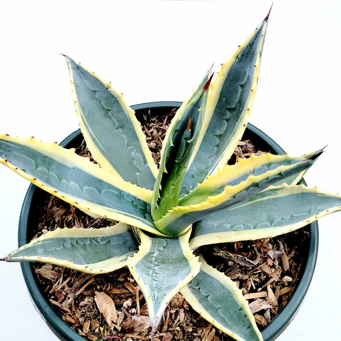 Agave americana Variegata in nursery pot with bark mulch.