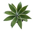 Agave attenuata 'Ray of Light' succulent rosette top view.