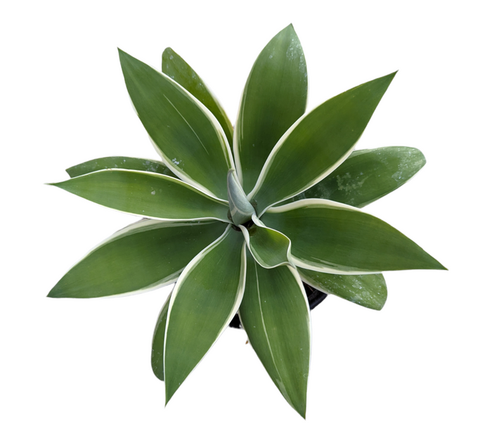 Agave attenuata 'Ray of Light' succulent rosette top view.