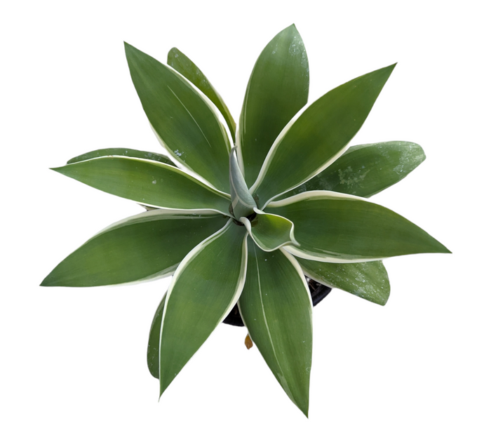 Agave attenuate 'Ray of Light' variegated succulent in pot.