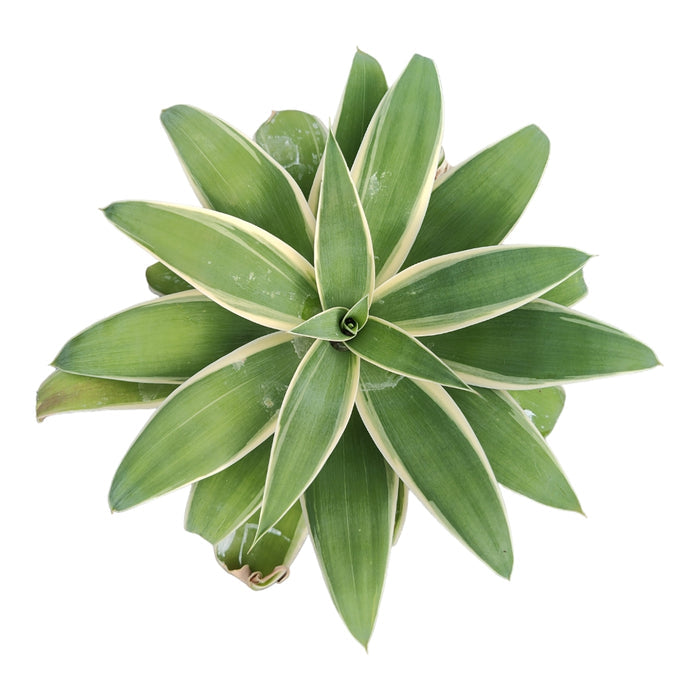 Agave attenuata 'Ray of Light' variegated succulent top view.