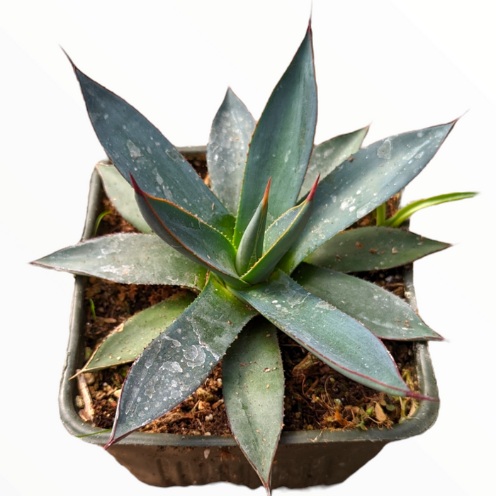 Agave 'Blue Glow' in square nursery pot.
