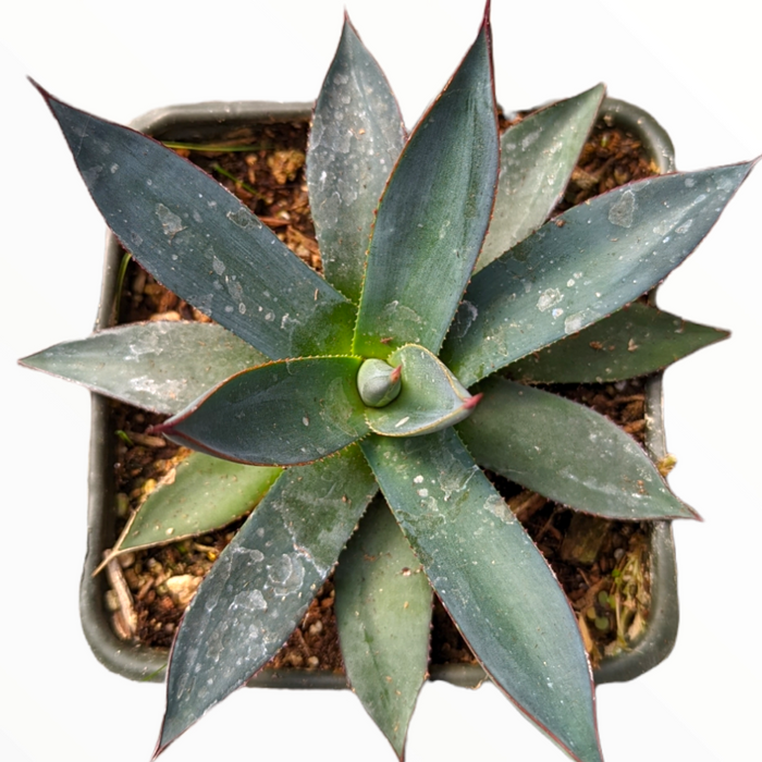 Agave 'Blue Glow' potted succulent with blue-green leaves.