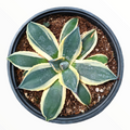Agave 'Cream Spike' in a nursery pot.