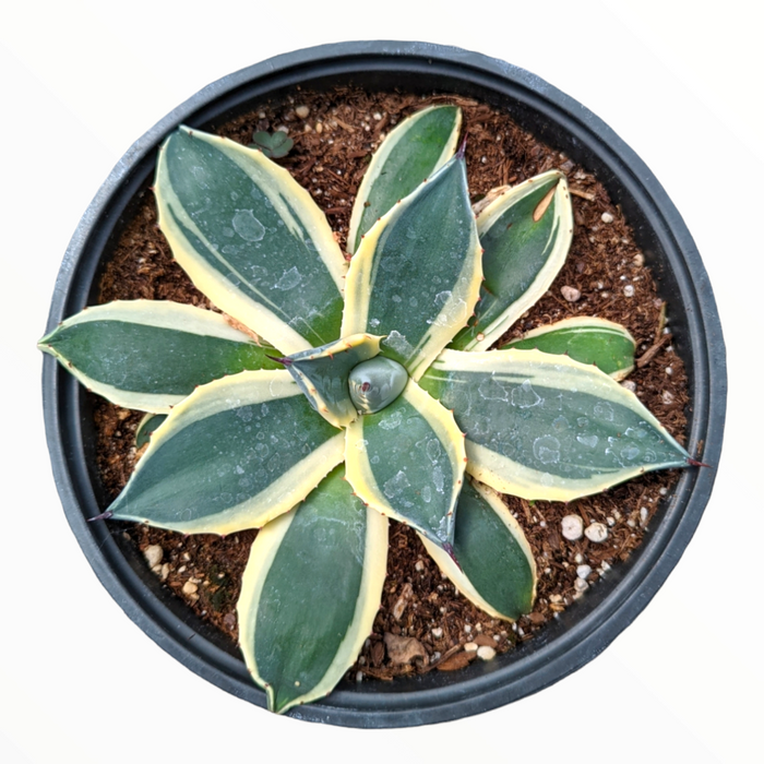 Agave 'Cream Spike' in a nursery pot.