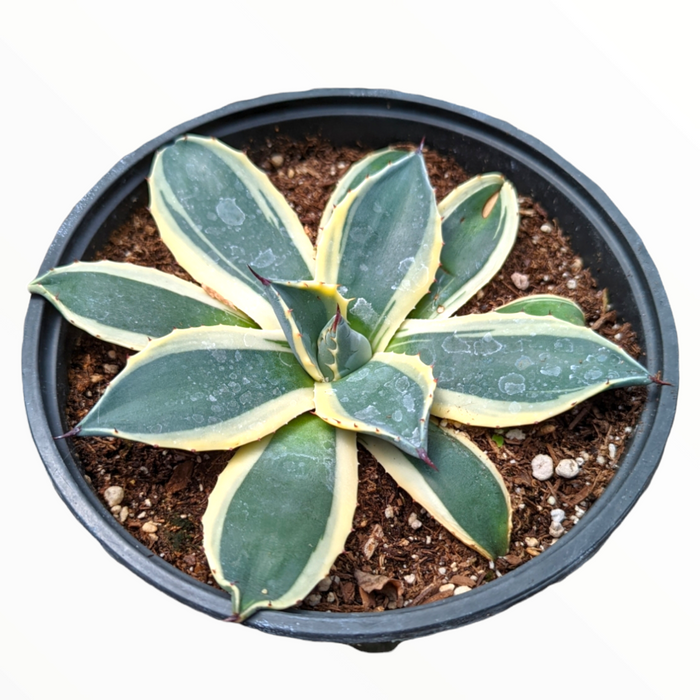 Agave 'Cream Spike' potted variegated succulent.