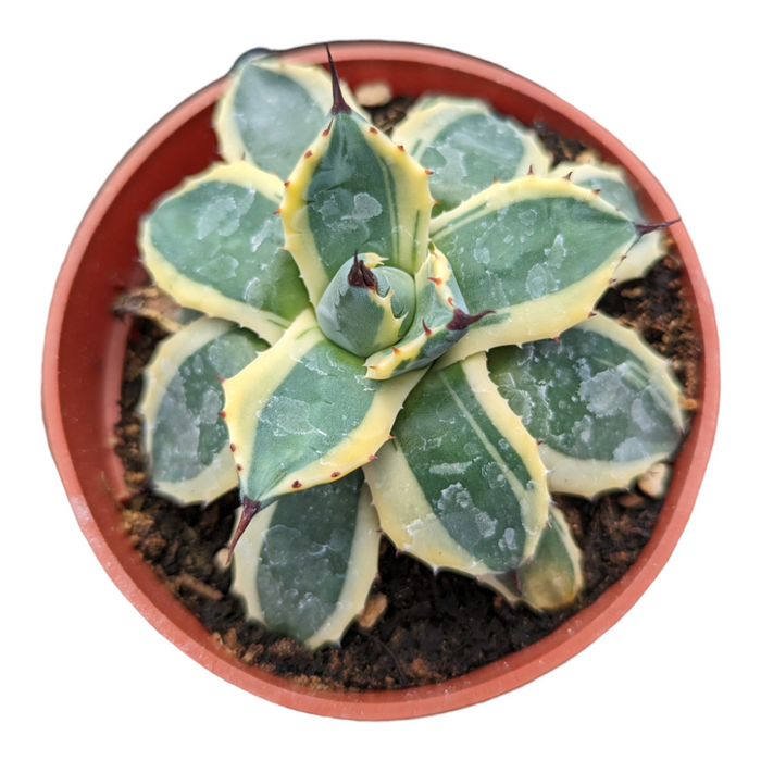 Agave 'Cream Spike' succulent in a nursery pot.