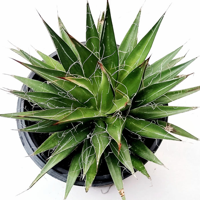 Agave filifera, small potted succulent with white-edged green leaves.
