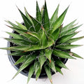 Agave filifera, small potted succulent with white-edged green leaves.