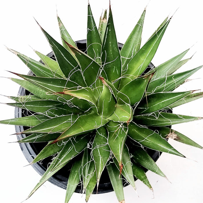 Agave filifera in black nursery pot, top view.
