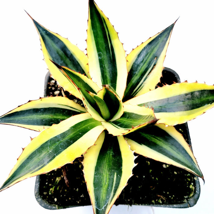 Agave lophantha 'Quadricolor' in square pot, variegated leaves.