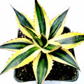 Agave lophantha 'Quadricolor' in square pot, variegated leaves.