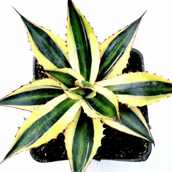 Agave lophantha 'Quadricolor' Goshikibandai, variegated succulent top view.