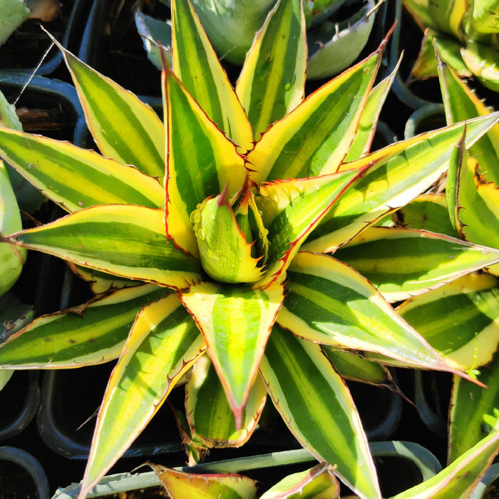 Agave lophantha 'Quadricolor' succulent in variegated rosette form.